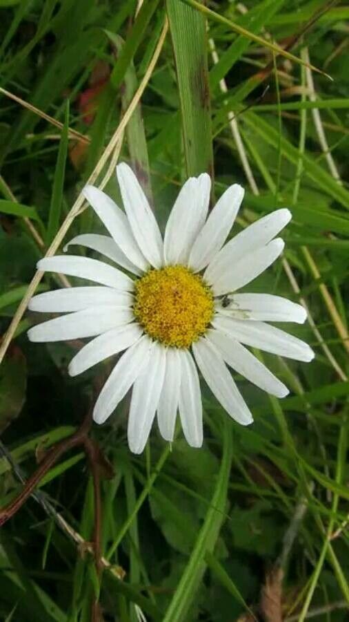 Leucanthemum rotundifolium — houseplant care guide