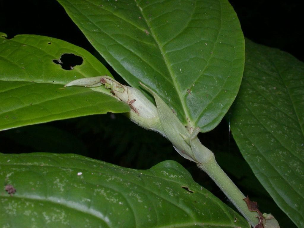 Piper zhorquinense other