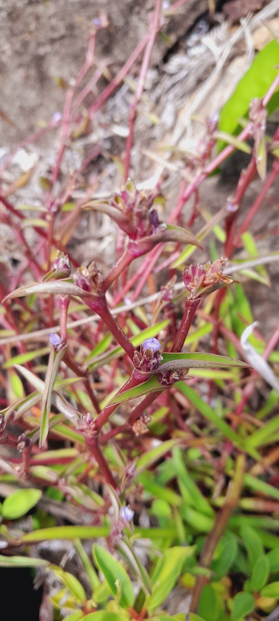 Cyanotis grandidieri — houseplant care guide