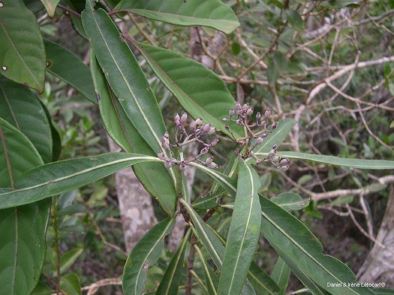 Psychotria guillauminiana — houseplant care guide