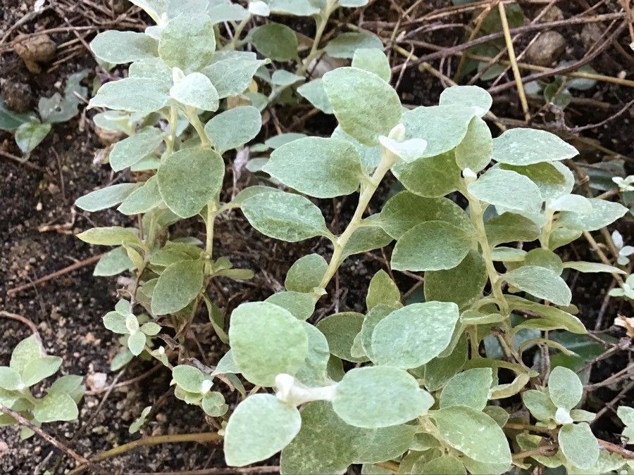 Helichrysum petiolare