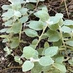 Helichrysum petiolare