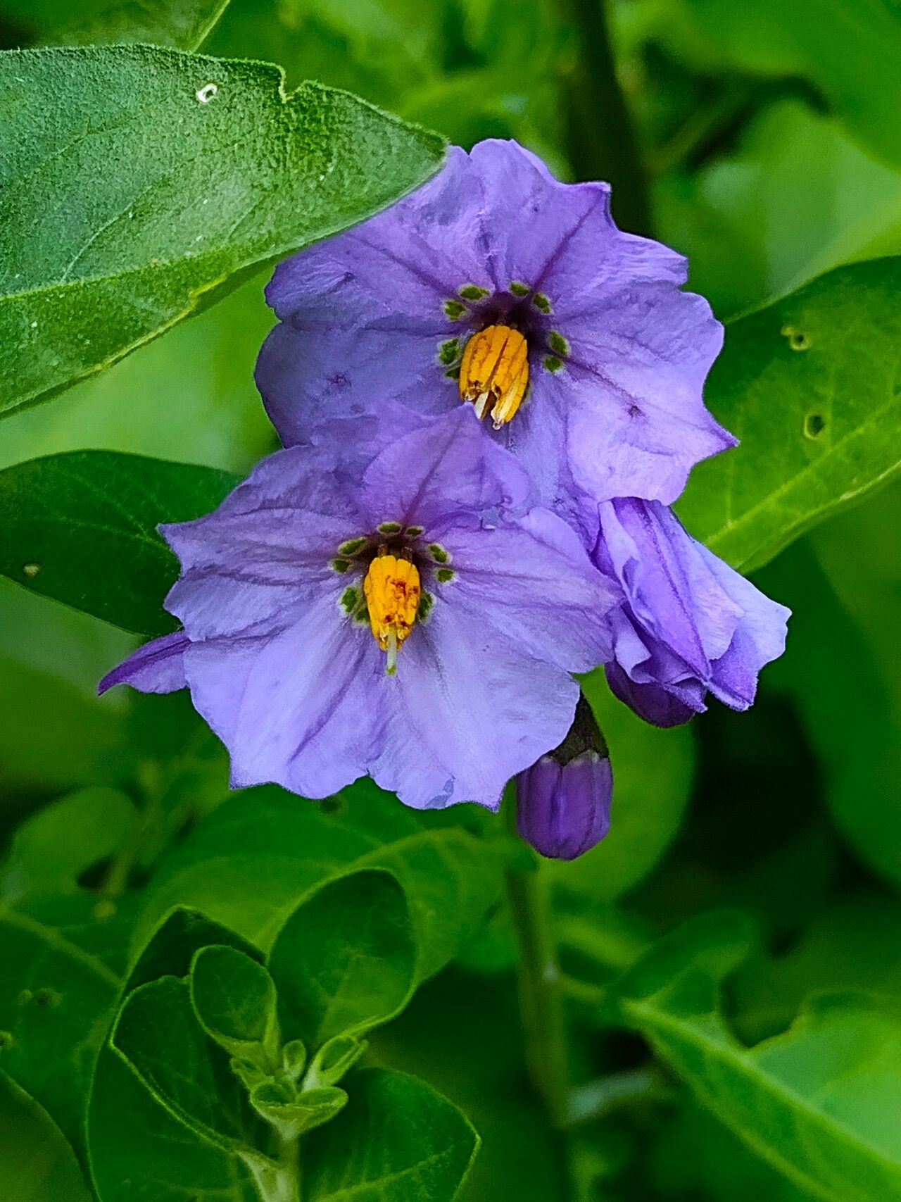 Solanum umbelliferum flower