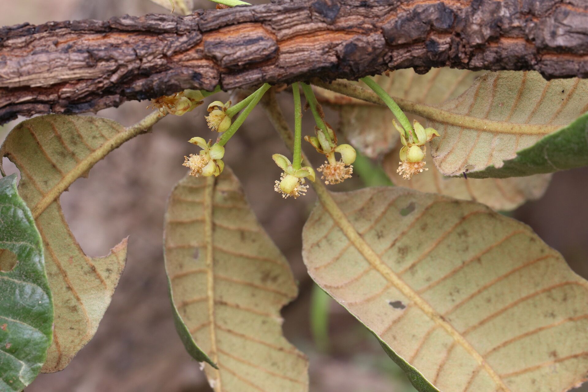 Uapaca robynsii flower