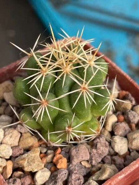 Thelocactus leucacanthus — houseplant care guide