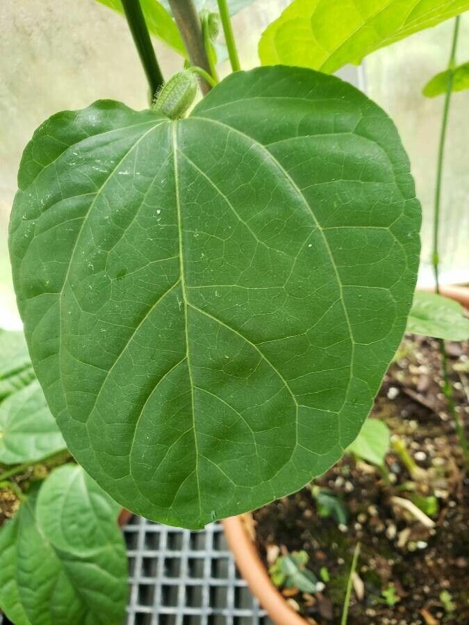 Thunbergia battiscombei leaf