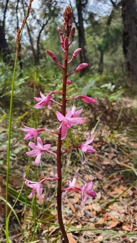 Dipodium roseum — houseplant care guide