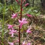 Dipodium roseum