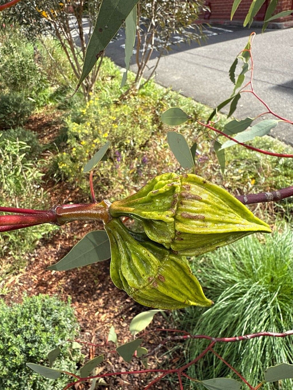 Eucalyptus youngiana — houseplant care guide