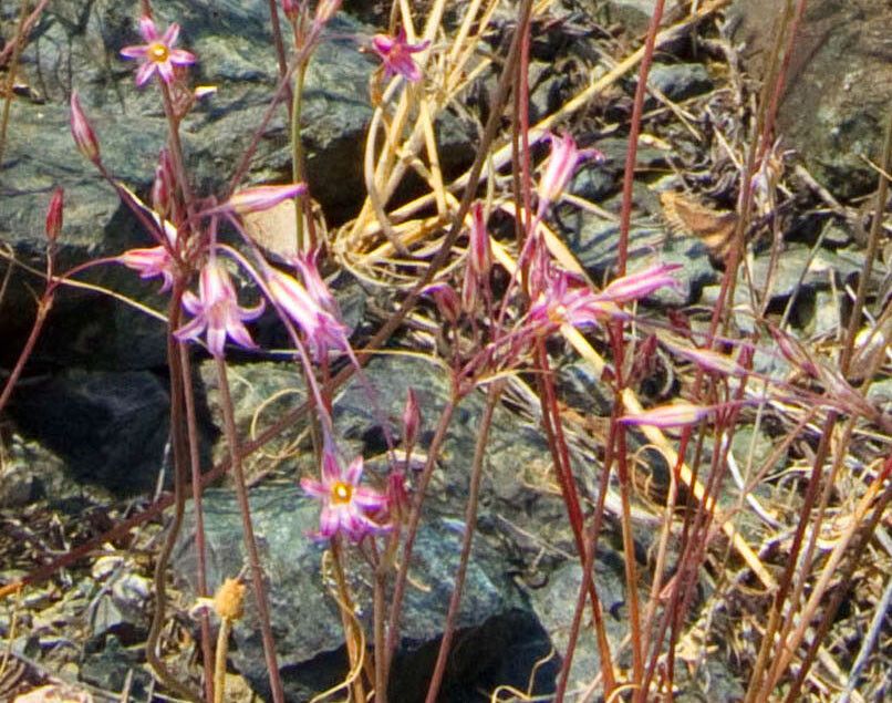 Allium parciflorum — houseplant care guide