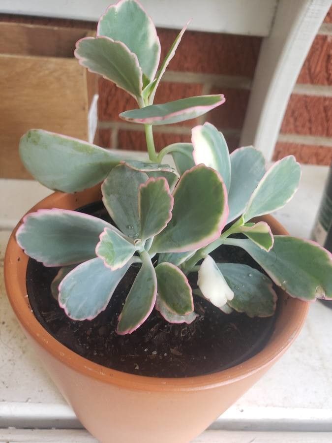 Bryophyllum fedtschenkoi fruit