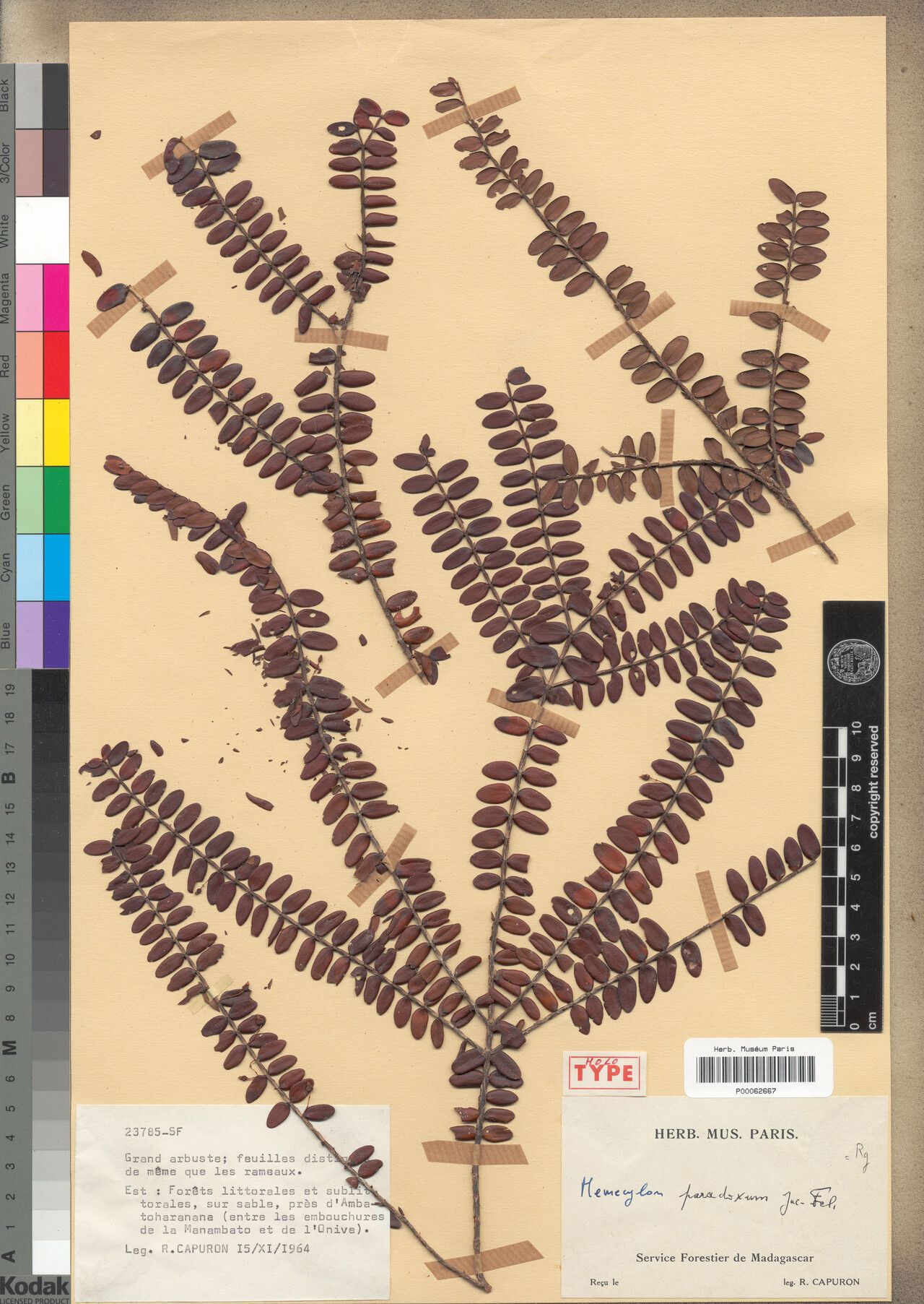 Memecylon paradoxum — houseplant care guide