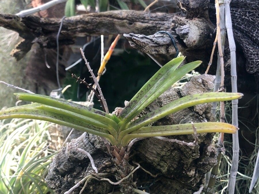 Vanda miniata leaf