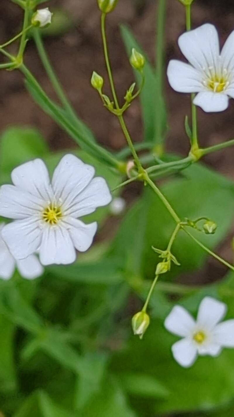 Gypsophila elegans flower
