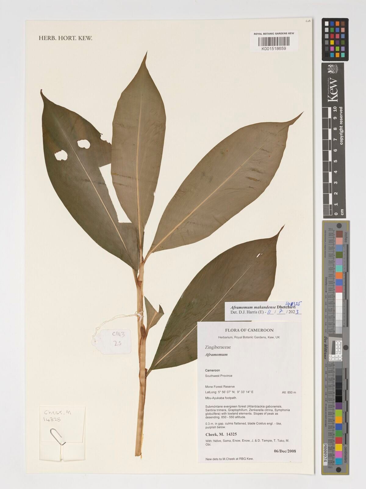 Aframomum makandensis — houseplant care guide