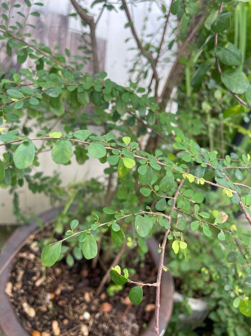 Flueggea leucopyrus leaf