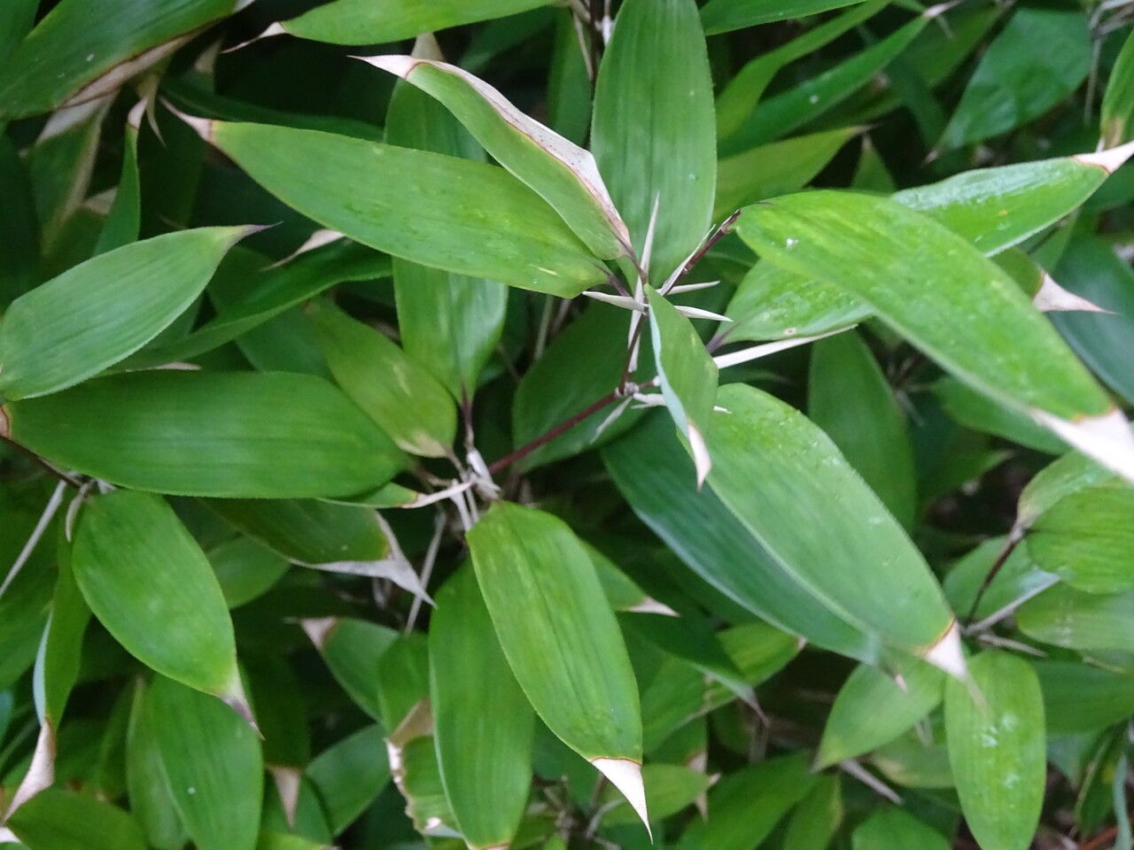 Shibataea kumasasa — search result for 'Ruscus'