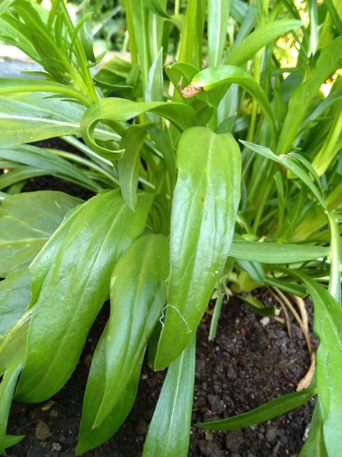 Scabiosa caucasica leaf