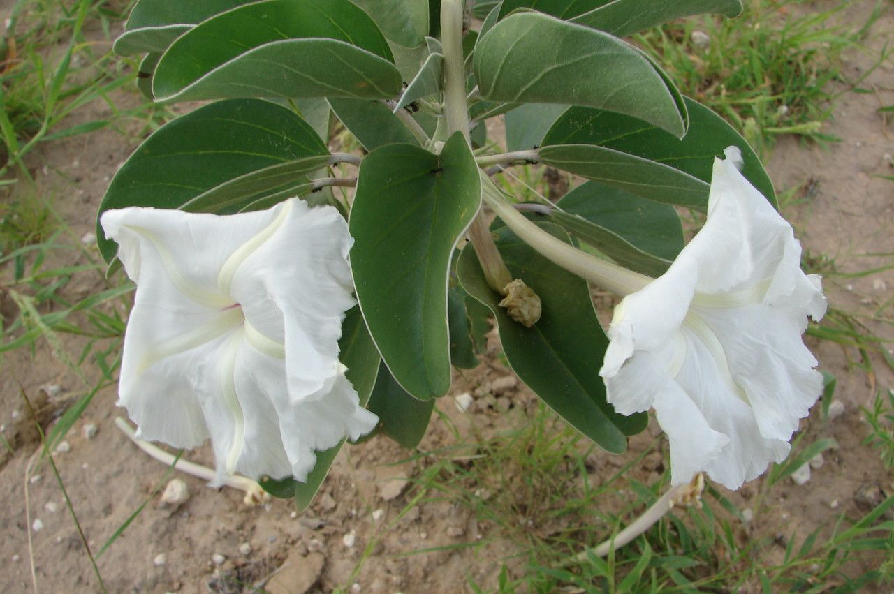 Ipomoea hildebrandtii flower