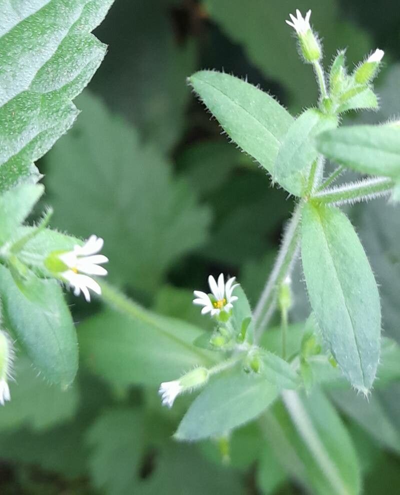 Cerastium rivulariastrum flower