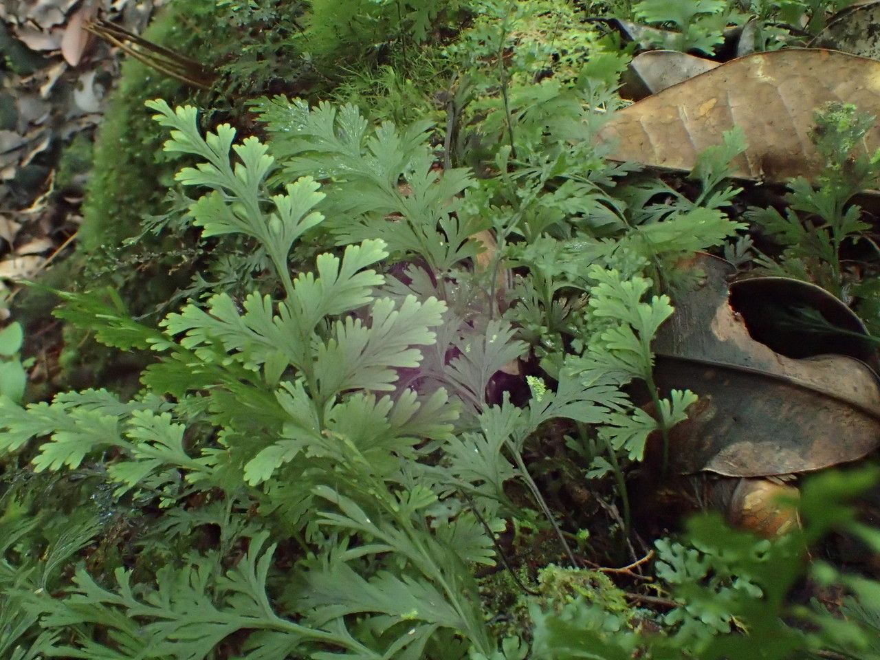 Trichomanes bipunctatum leaf