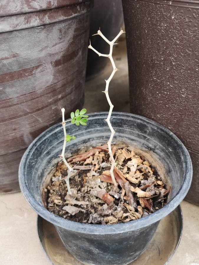 Ebenopsis ebano bark