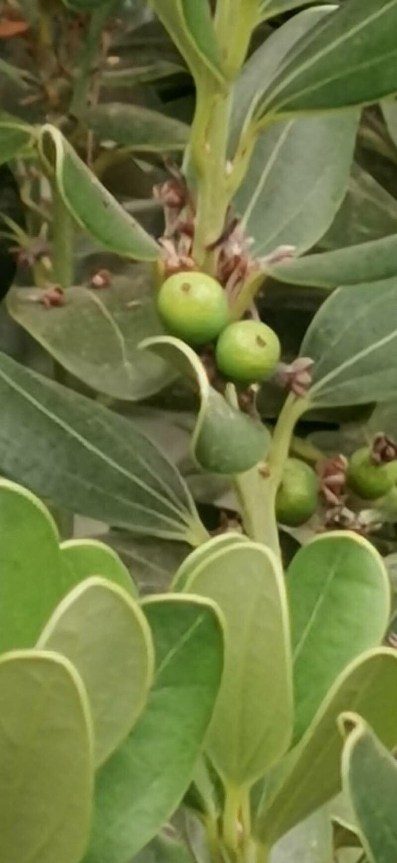 Cinnamomum daphnoides fruit