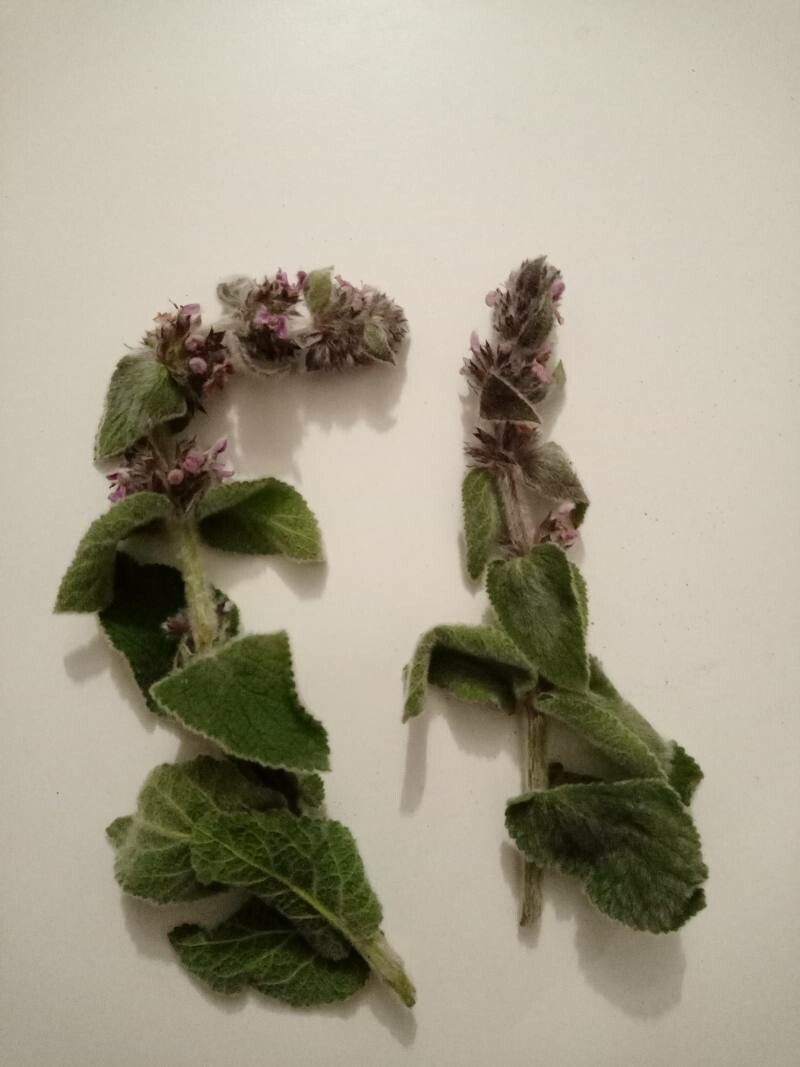 Stachys tymphaea flower