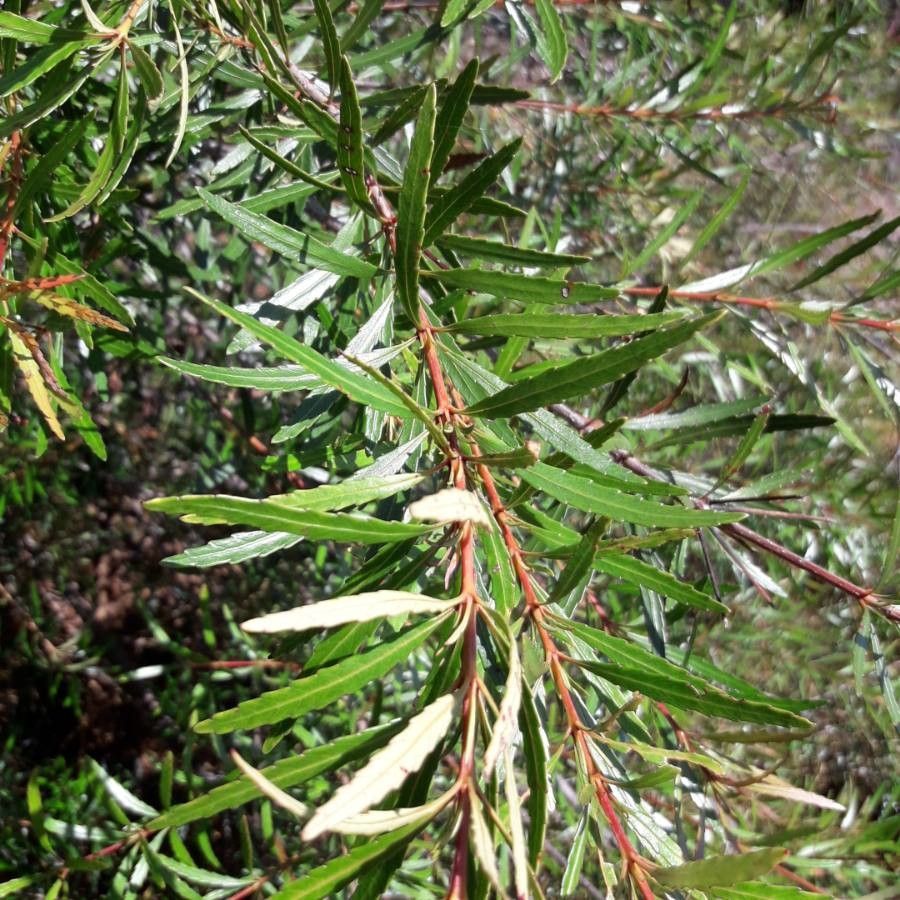 Pancheria elegans — houseplant care guide