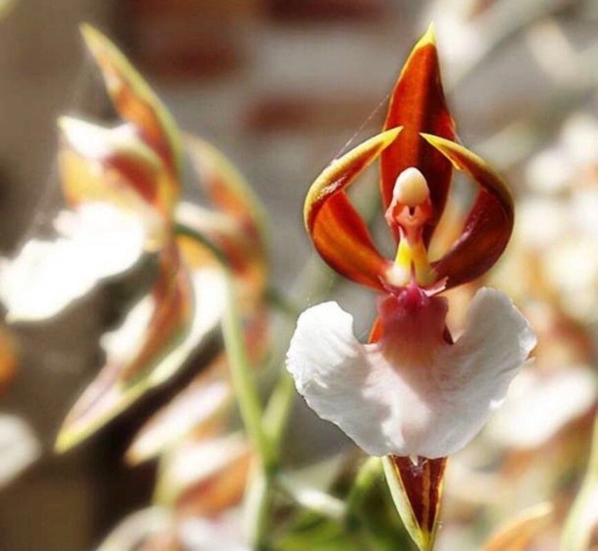 Comparettia ignea — related species from the same genus