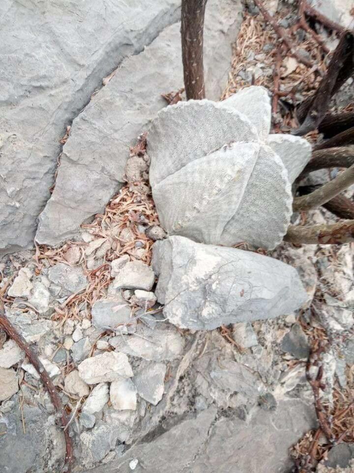 Astrophytum mirum — search result for 'Astrophytum'