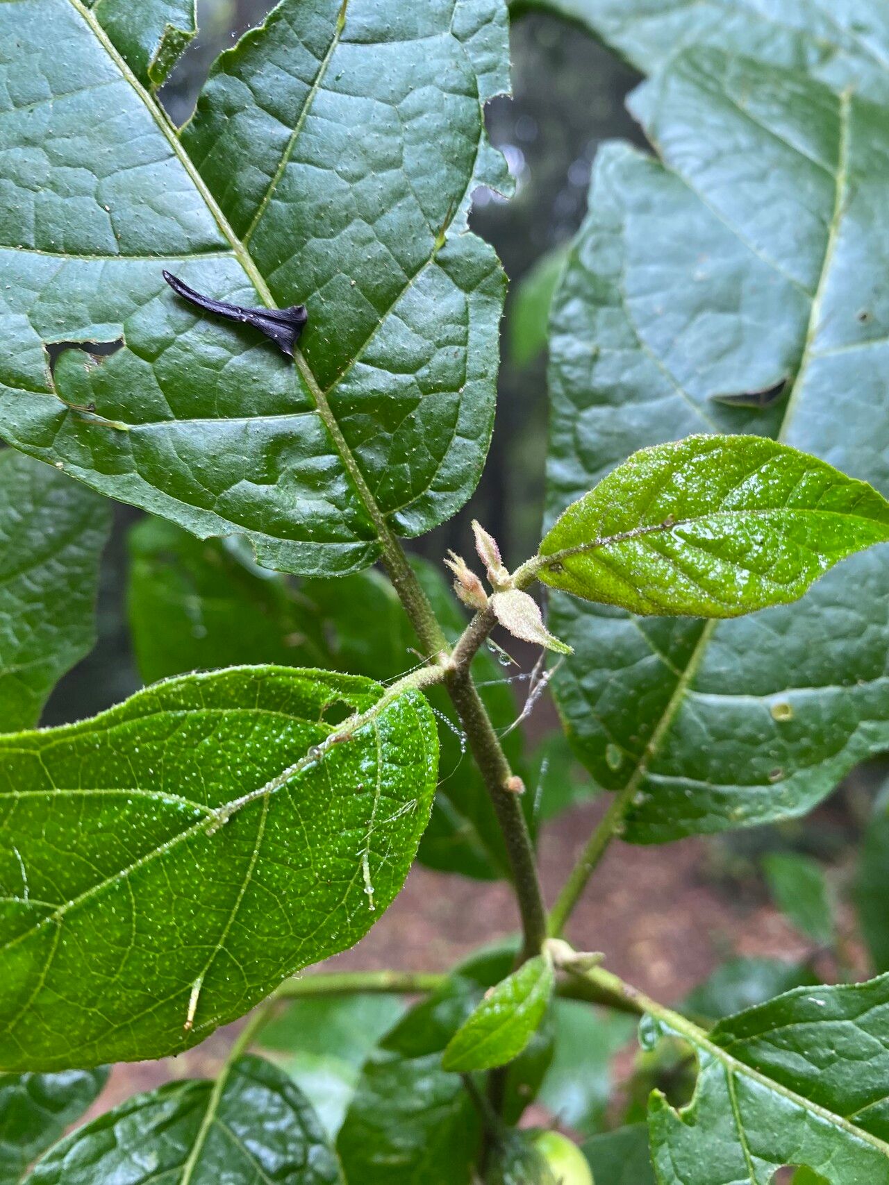 Solanum rixosum — houseplant care guide