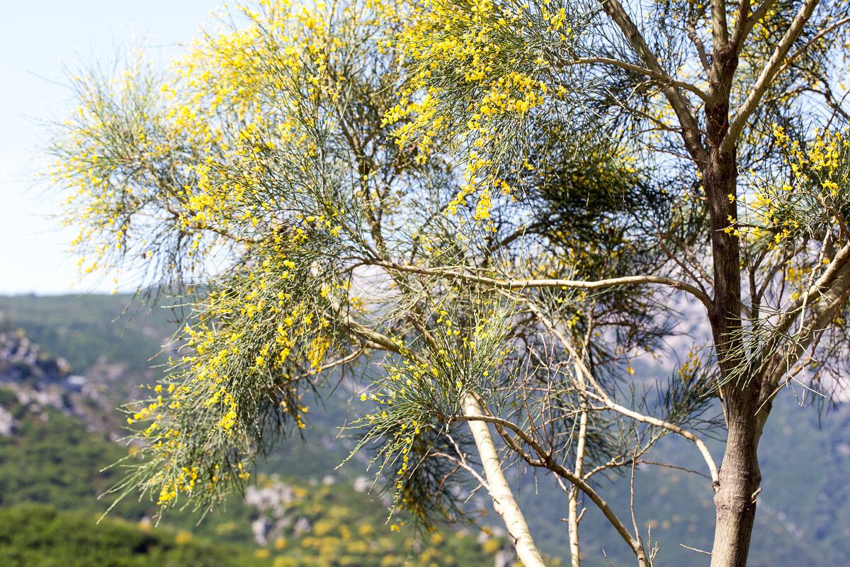 Genista aetnensis flower