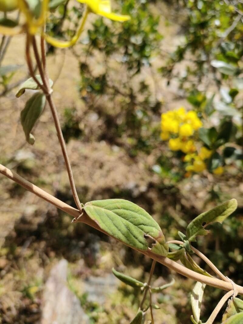 Calceolaria engleriana — houseplant care guide