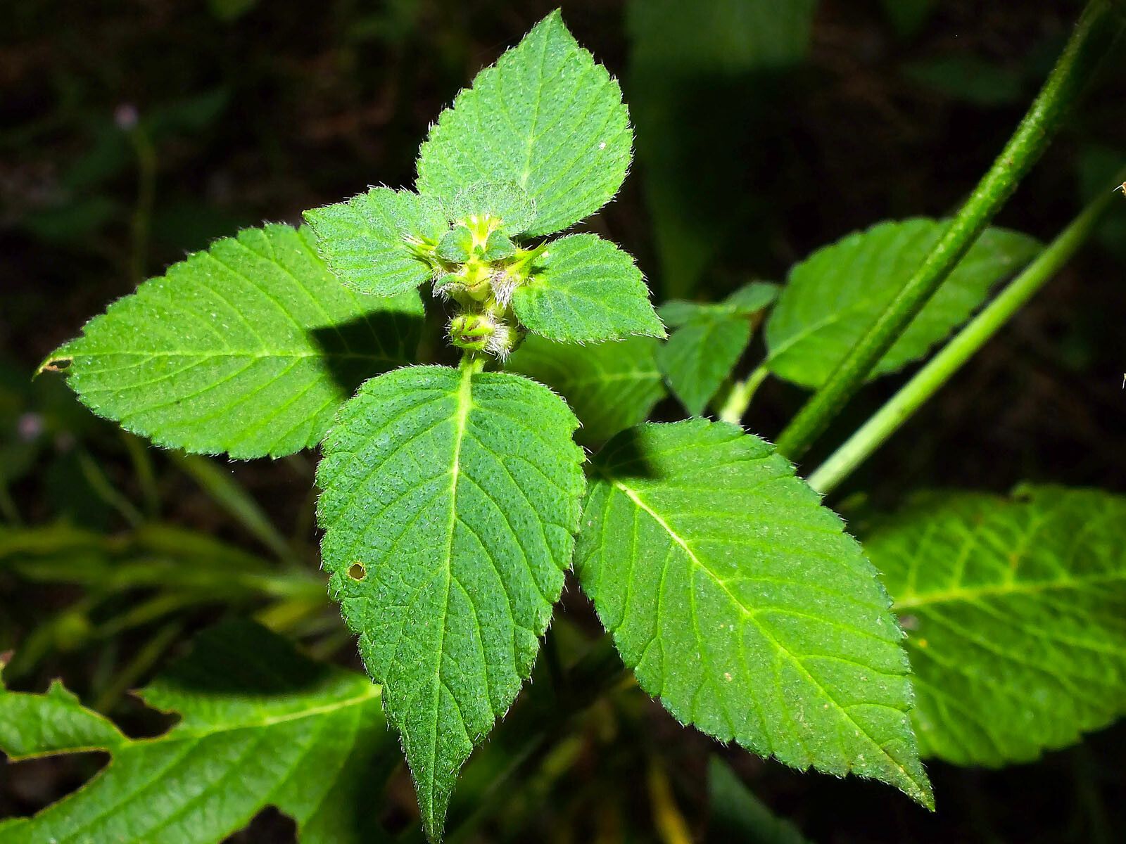 Galeopsis pubescens — related species from the same genus