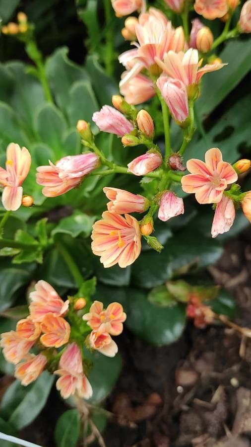 Lewisia cotyledon fruit