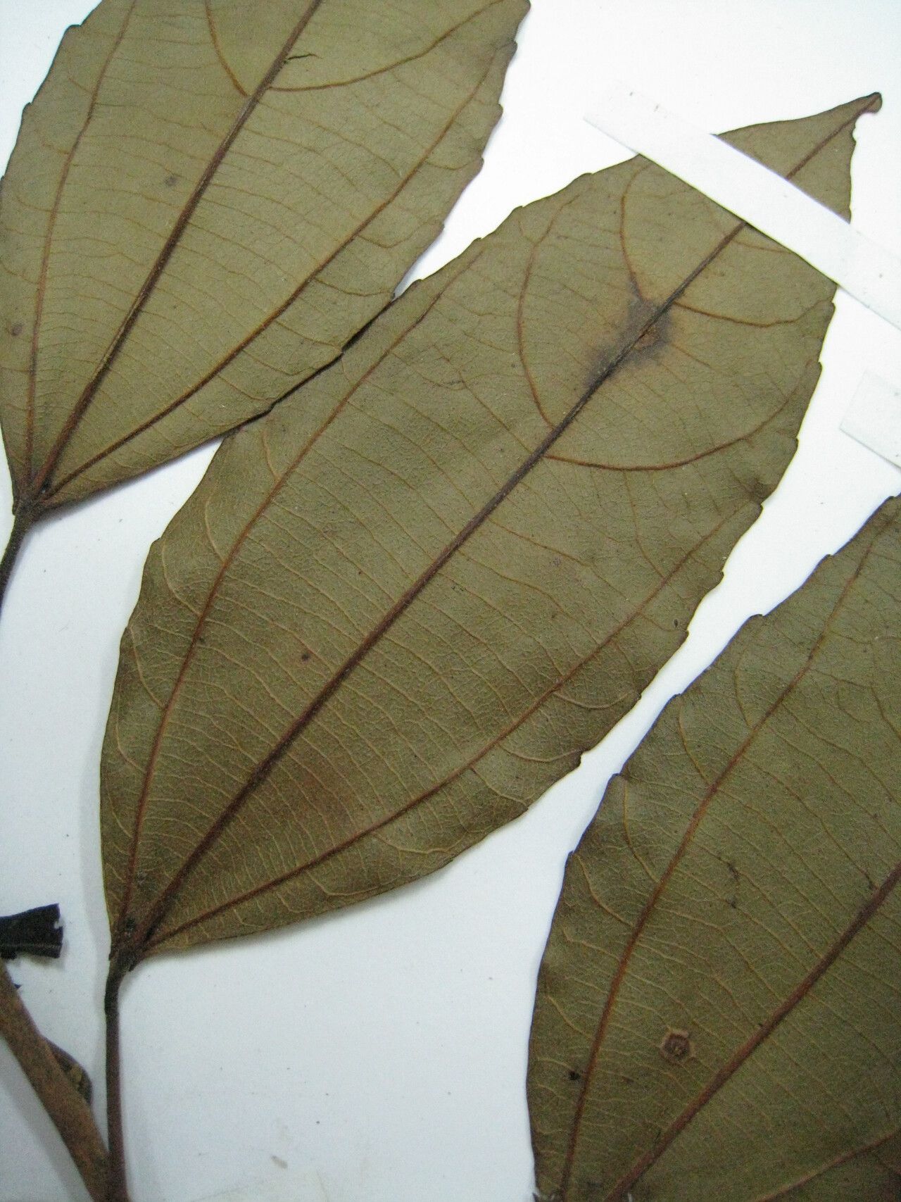 Alchornea triplinervia other