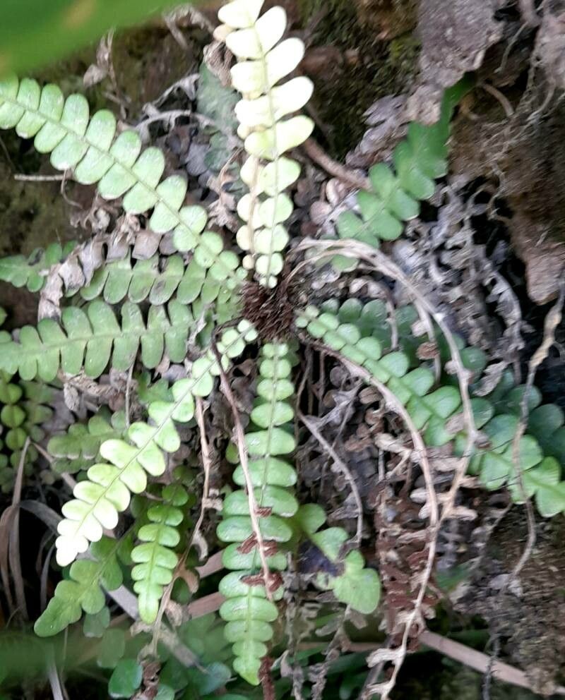Blechnum leyboldtianum habit