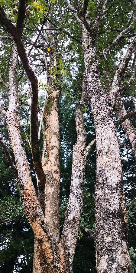 Dalbergia fusca habit