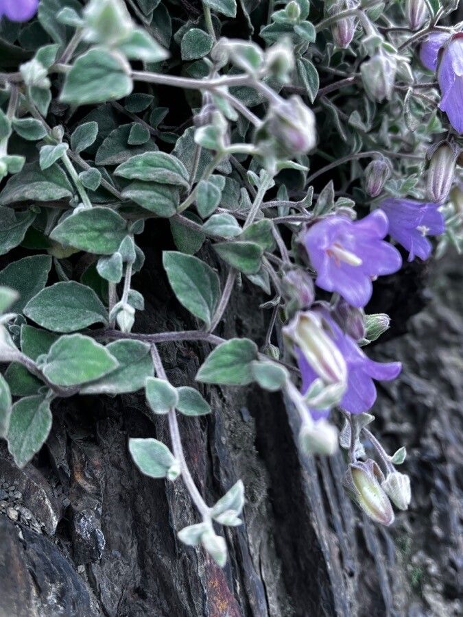 Campanula cashmeriana — houseplant care guide