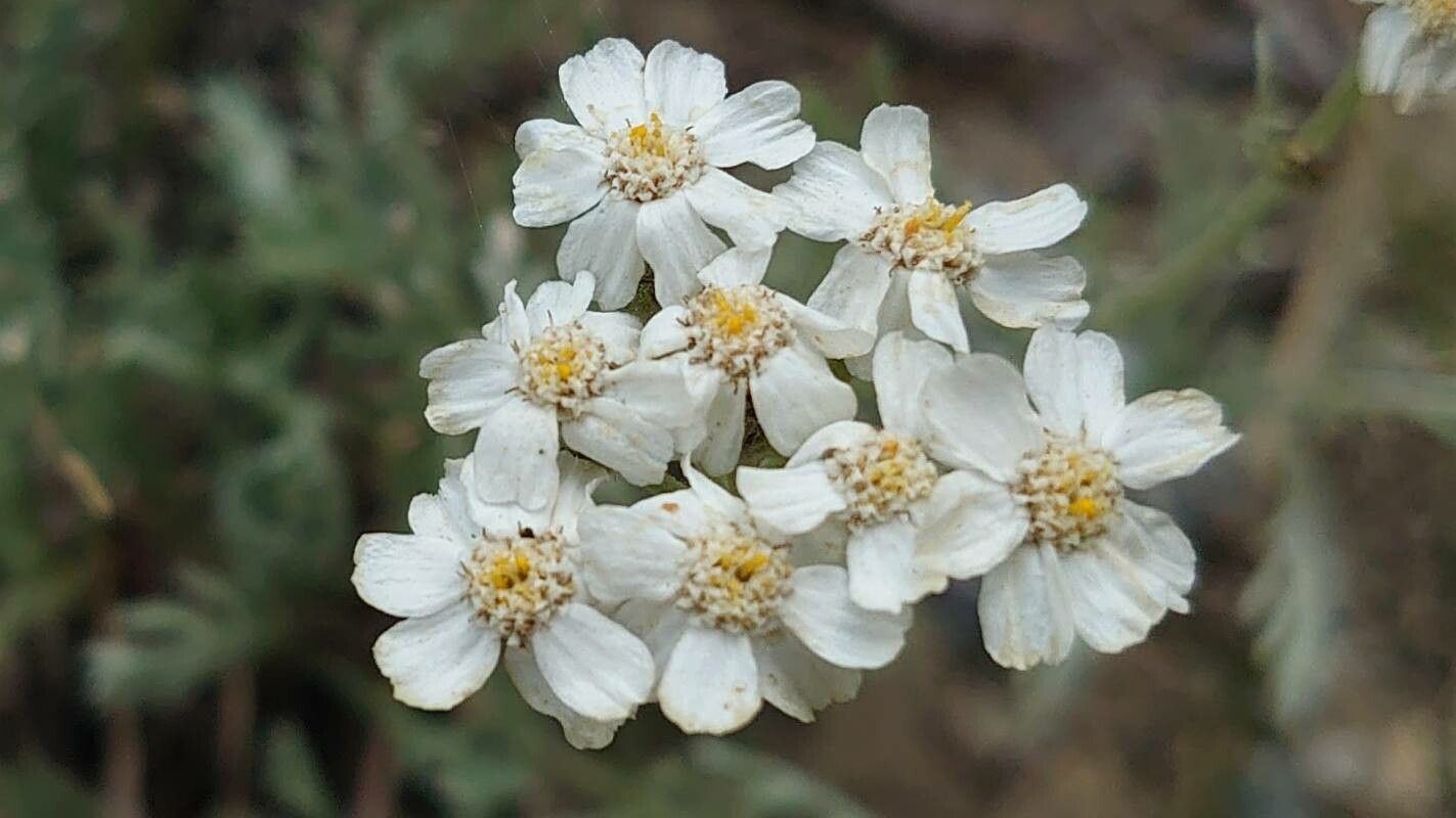 Achillea clavennae flower