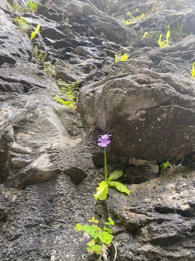 Primula pedemontana flower
