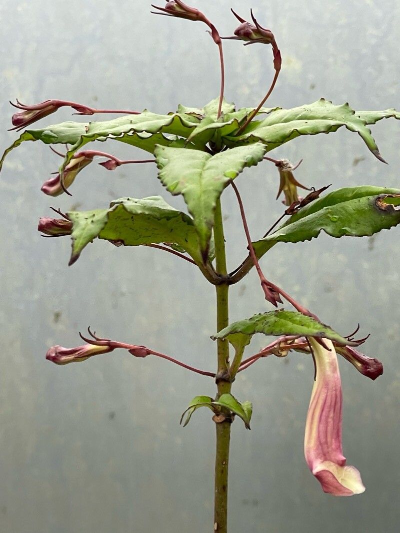 Lysionotus kwangsiensis — related species from the same genus