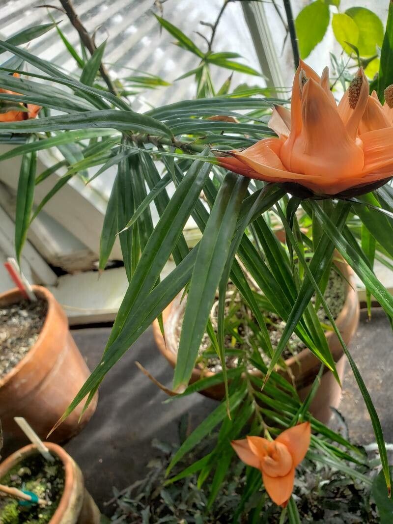 Freycinetia multiflora — houseplant care guide