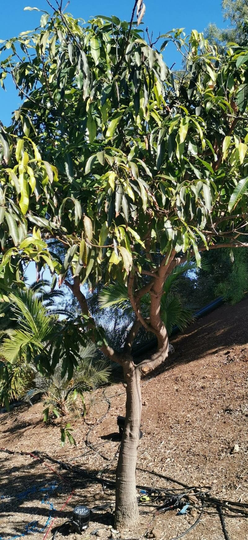 Mangifera zeylanica habit