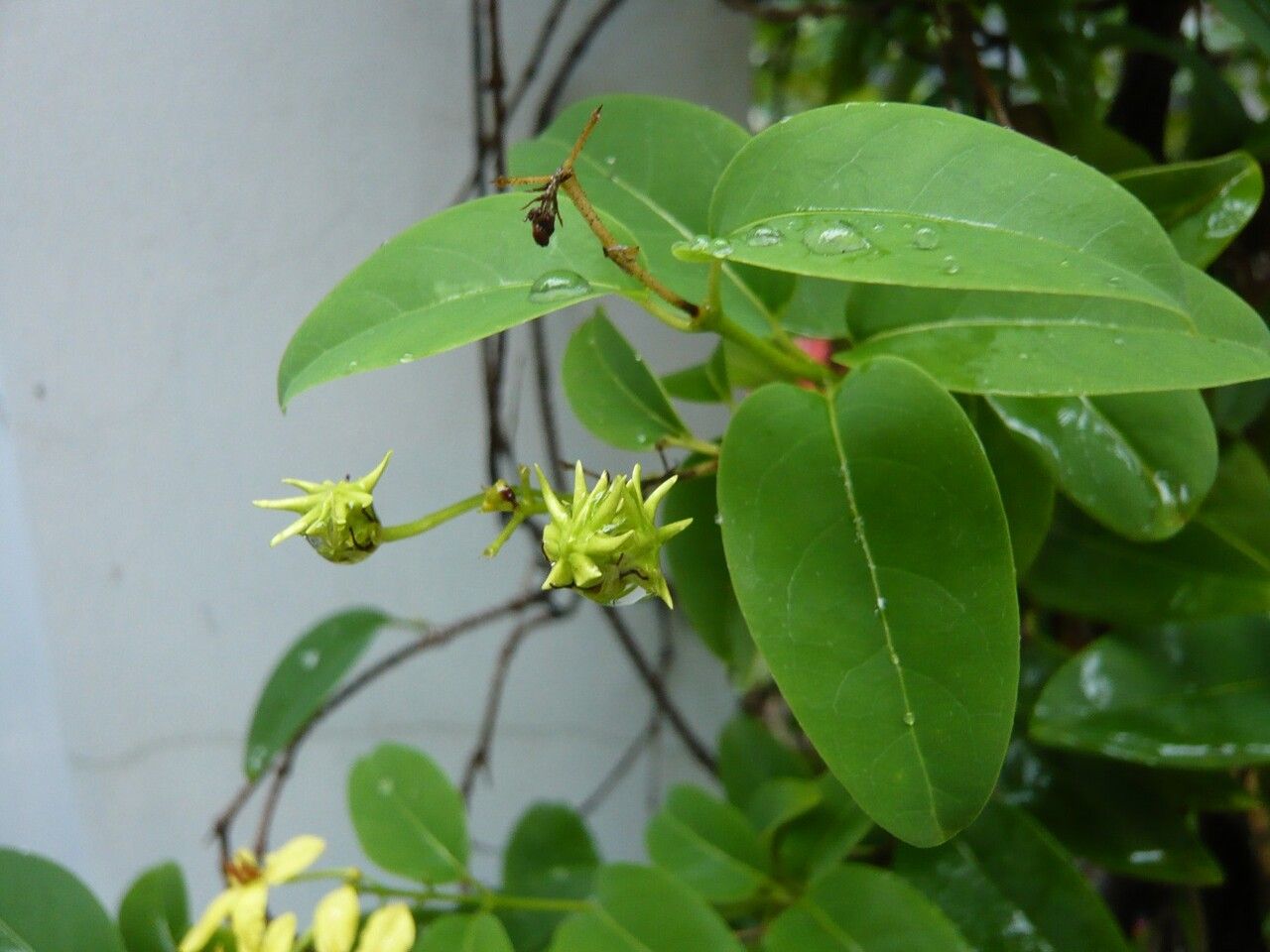 Tristellateia australasiae fruit