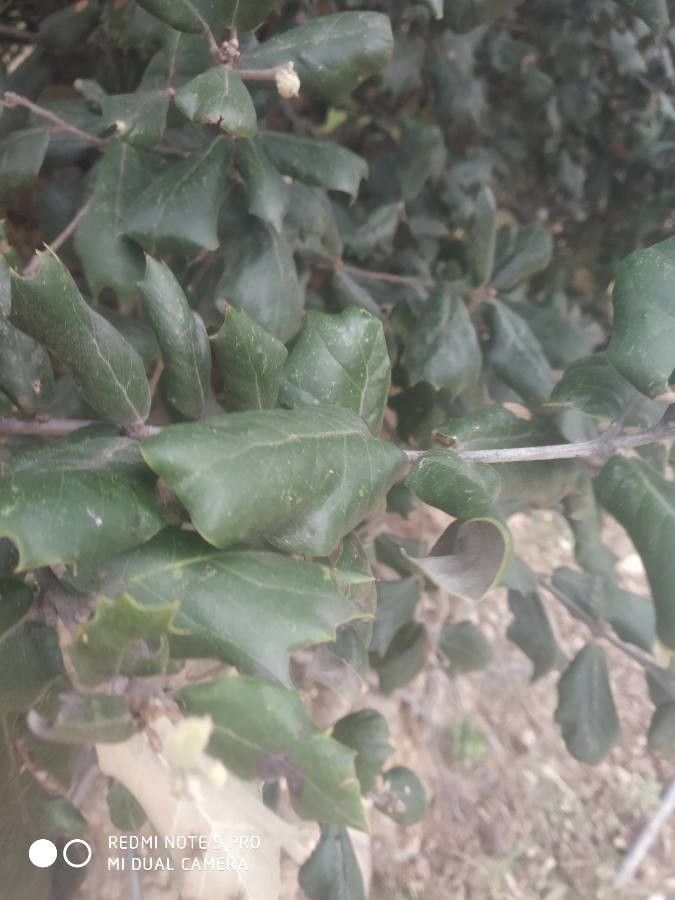Quercus spinosa — search result for 'Ilex'