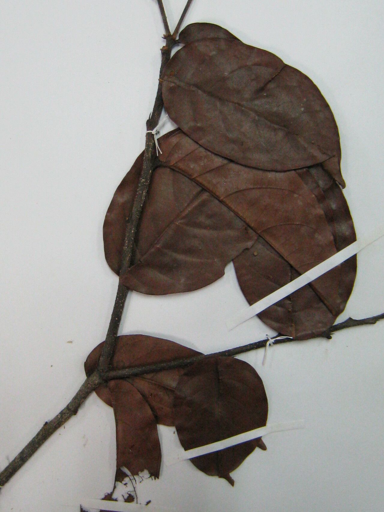 Licania silvae other