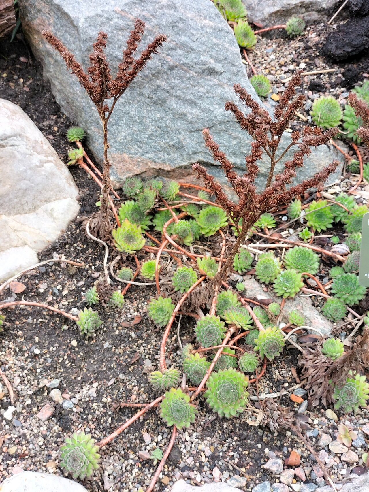 Sempervivum kosaninii habit