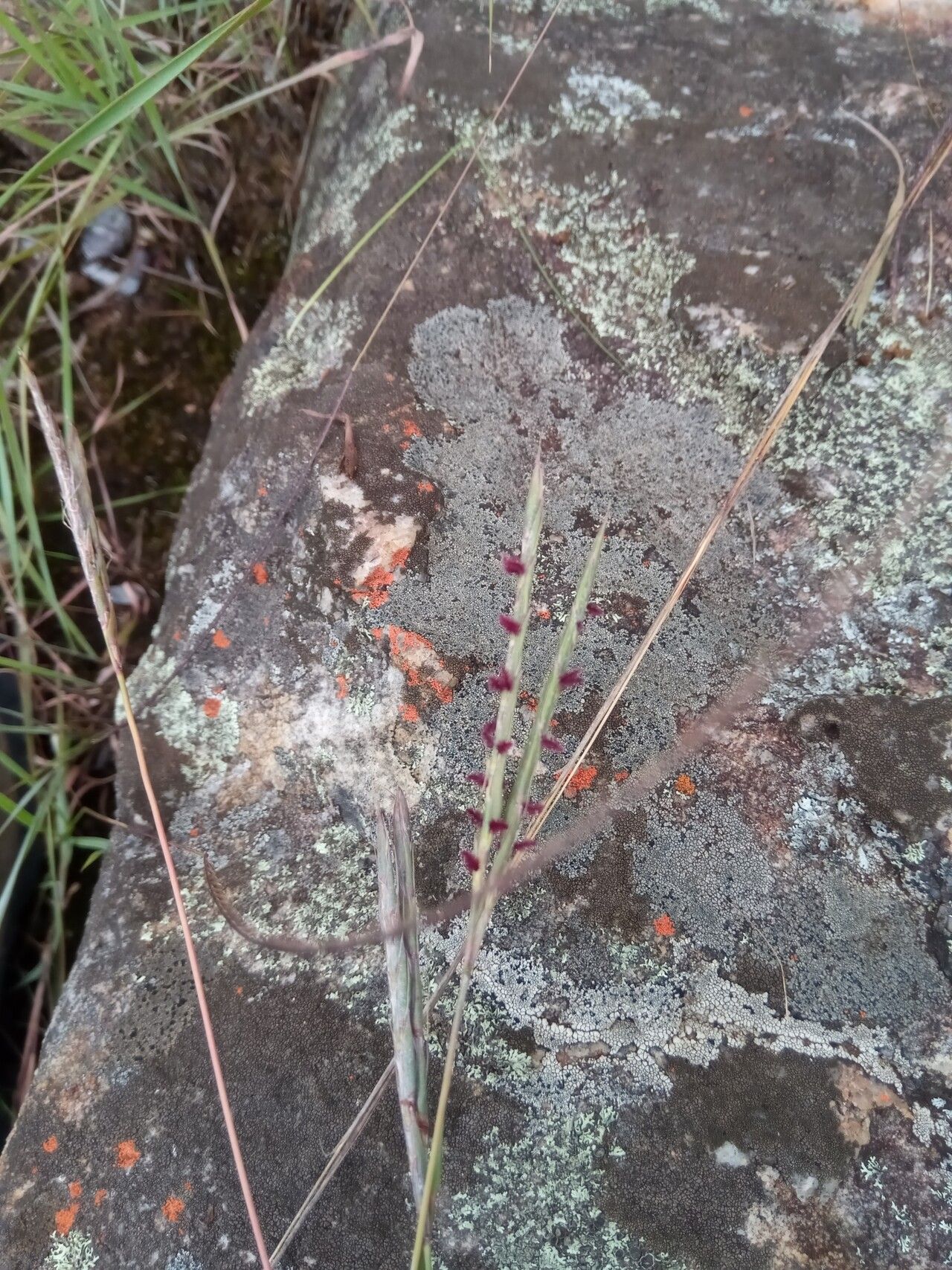 Andropogon itremoensis flower